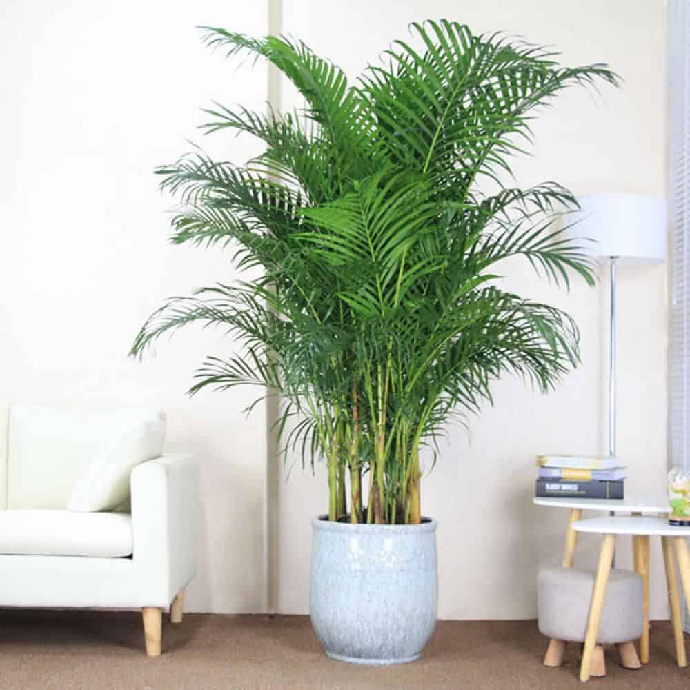 Best Lucky Plants for Home-sweet-homes: A Complete List of Lucky Plants for Home in India 11