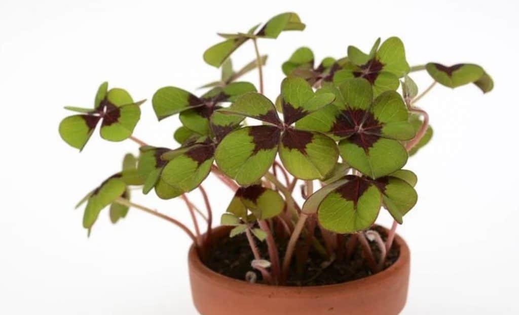 Best Lucky Plants For Home