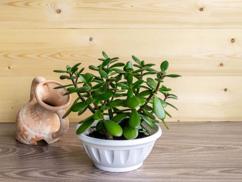 Jade Plant