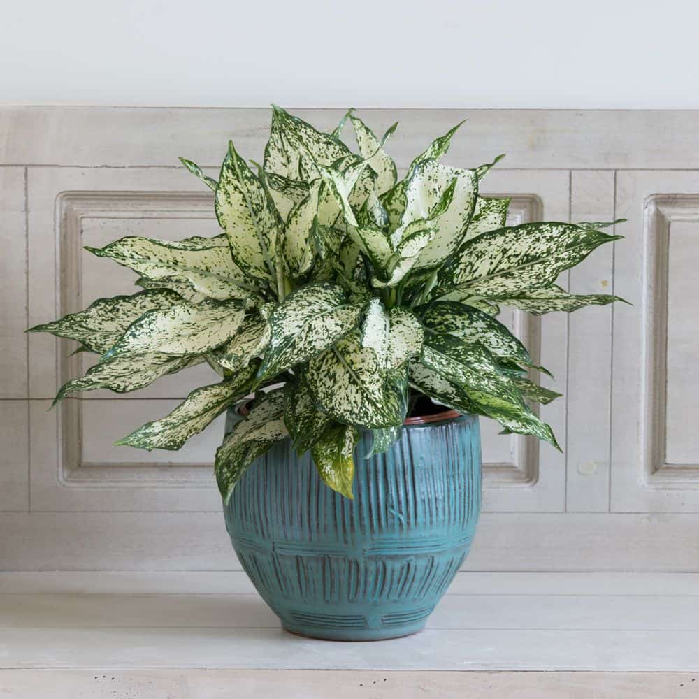 Chinese Evergreen Plant