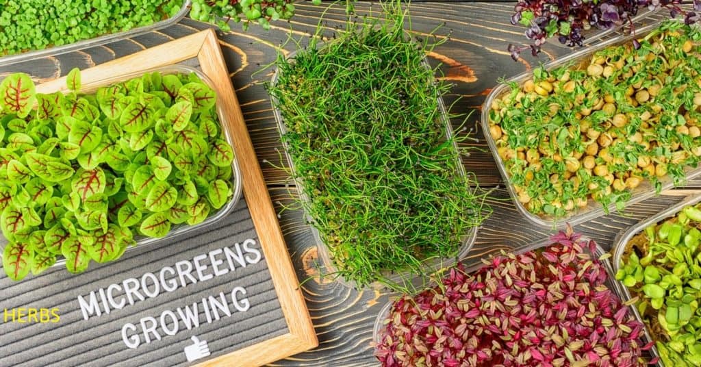 Herbs And Microgreens