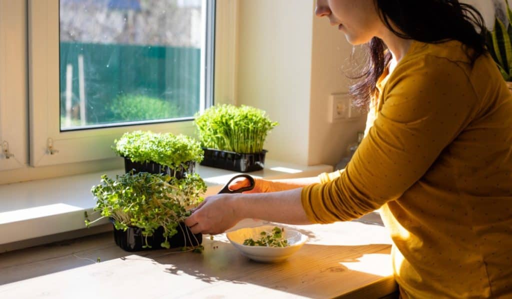 Micro Gardening