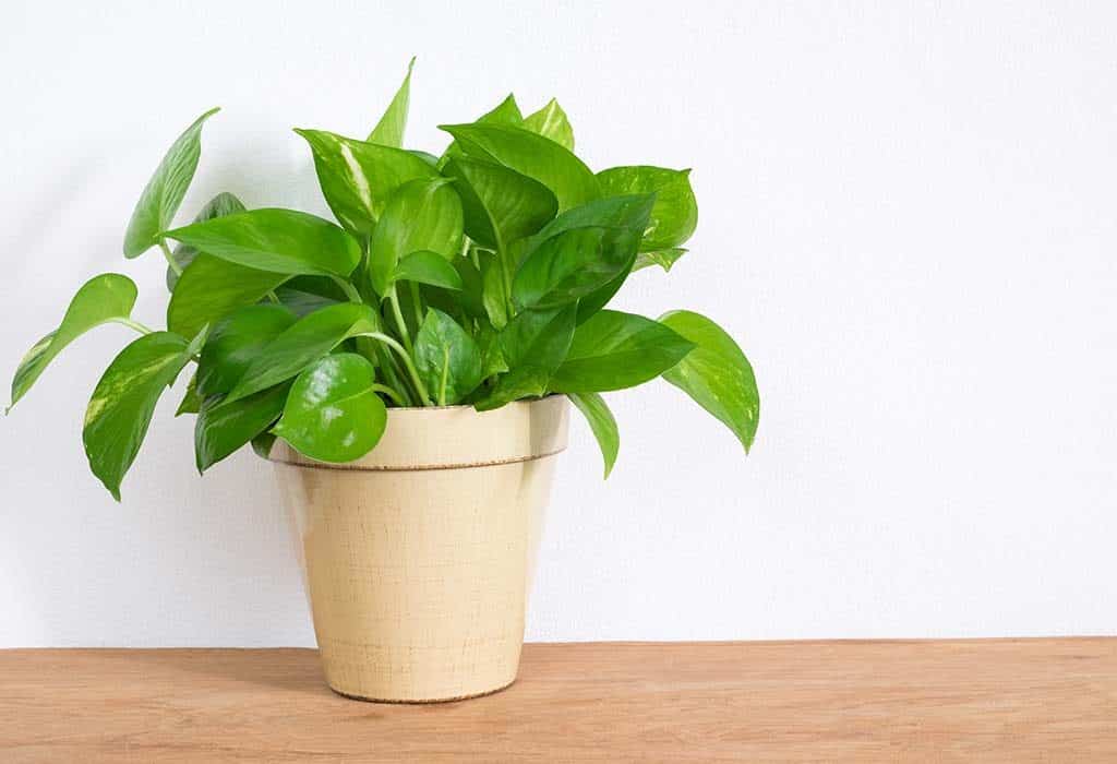 Money Plant