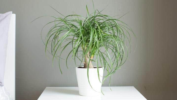 Top 10 Best Low Maintenance Indoor Plants And How To Care For Them 2