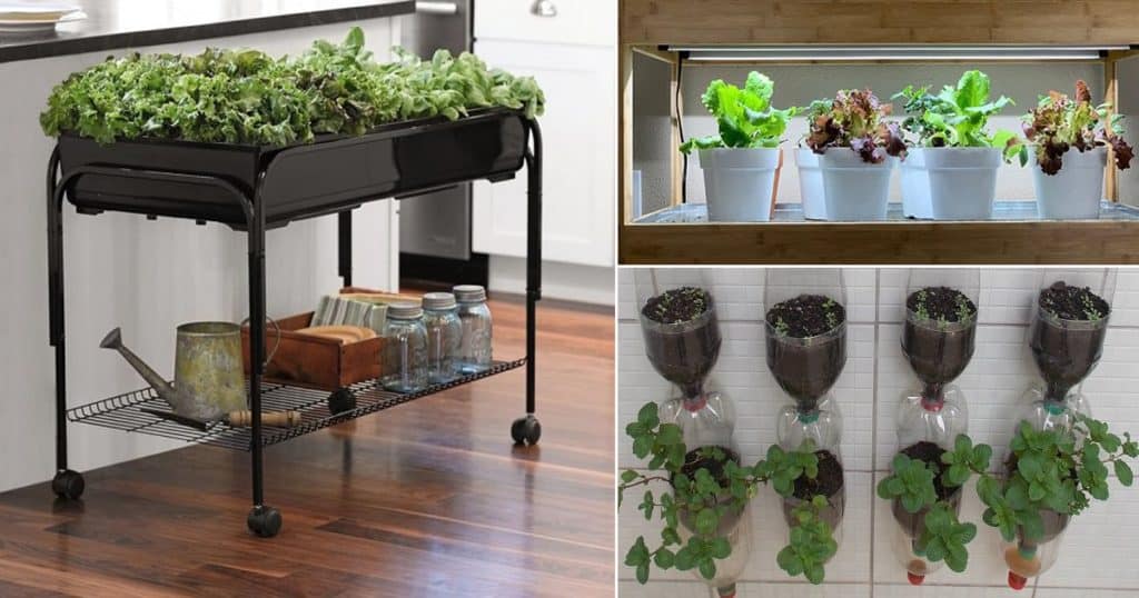 Tips To Grow Your Own Indoor Vegetable Garden 3