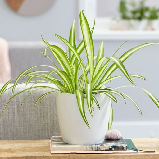 Spider Plant