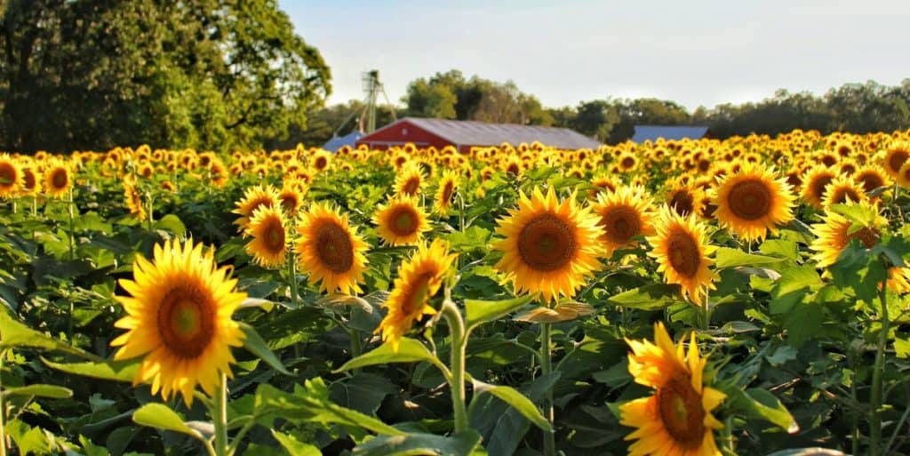 Sunflowers