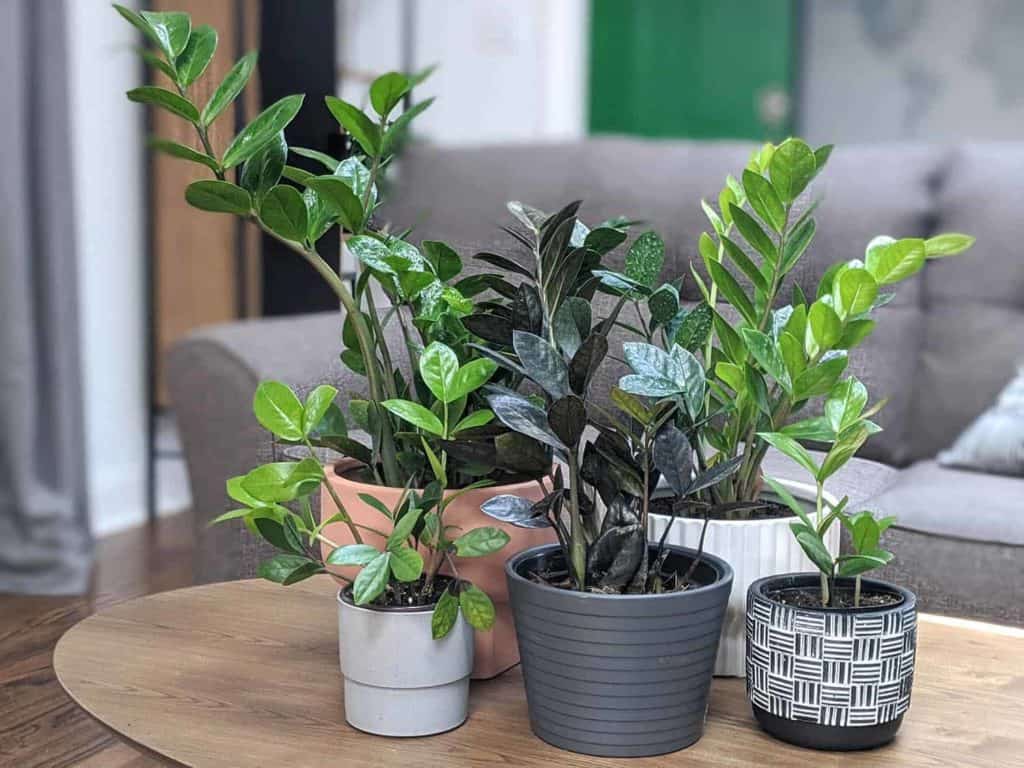 ZZ Plant (Zamioculcas Zamiifolia)