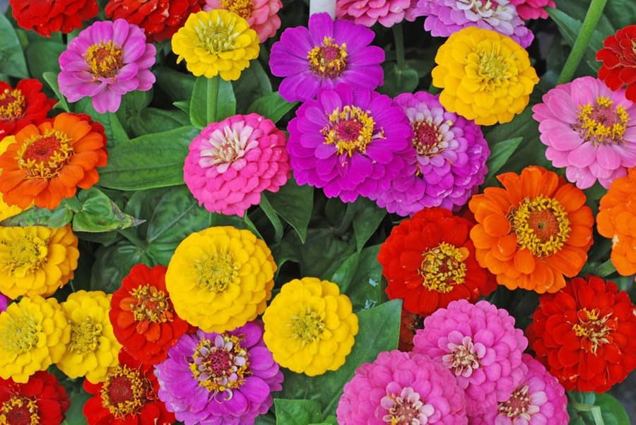 Zinnia