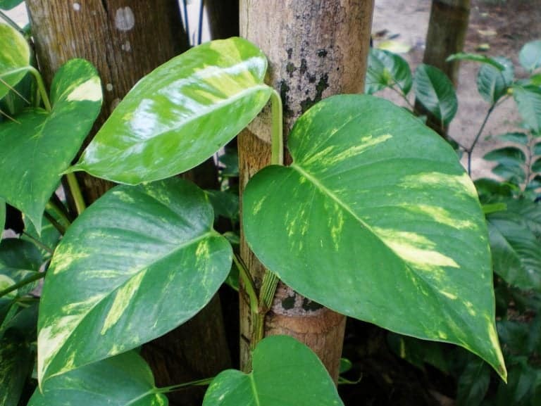 Bigleaf money plant