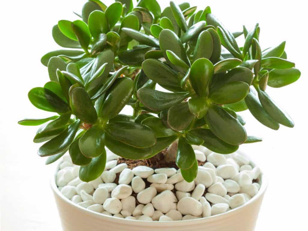 Jade Money Plant