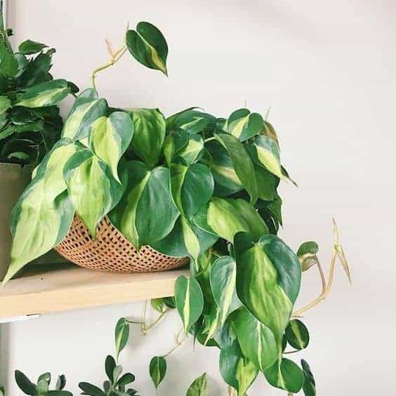 Marble Prince money plant