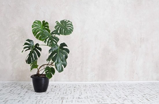 Monstera (Split leaf money plant)