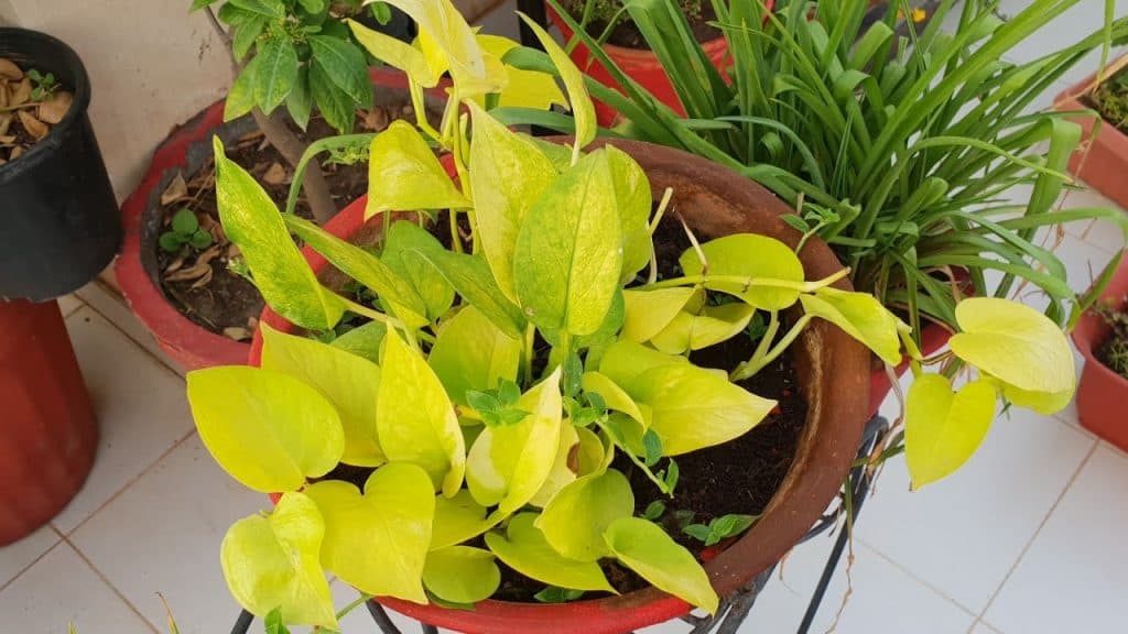 Neon Money plant