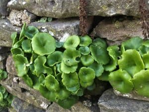 Pennywort