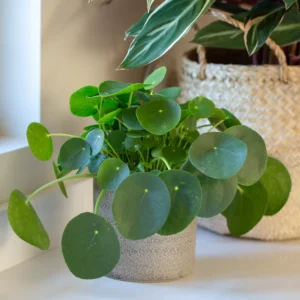 chinese money plant