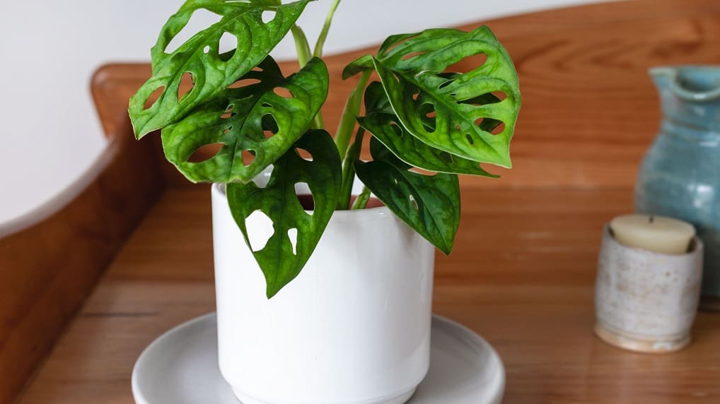 Swiss cheese money plant (Monstera variety)