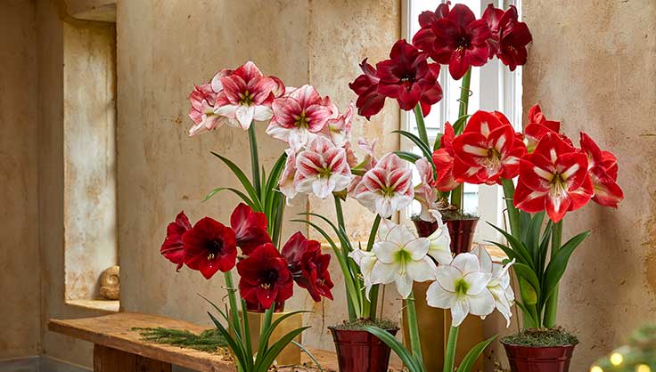 Amaryllis