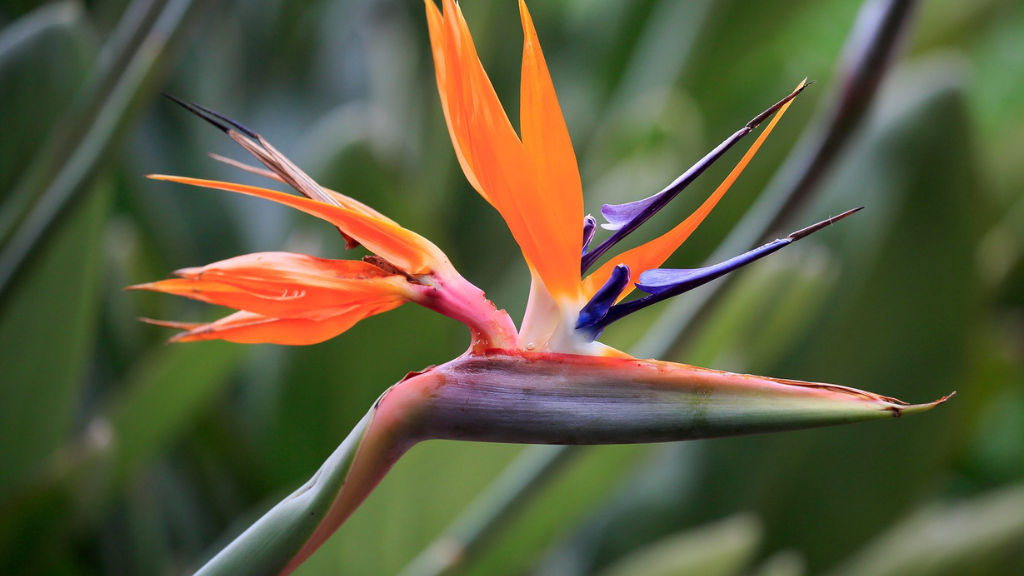 Bird of Paradise