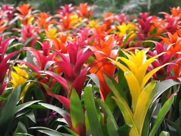 Bromeliads