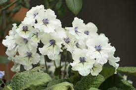 Cape Primrose