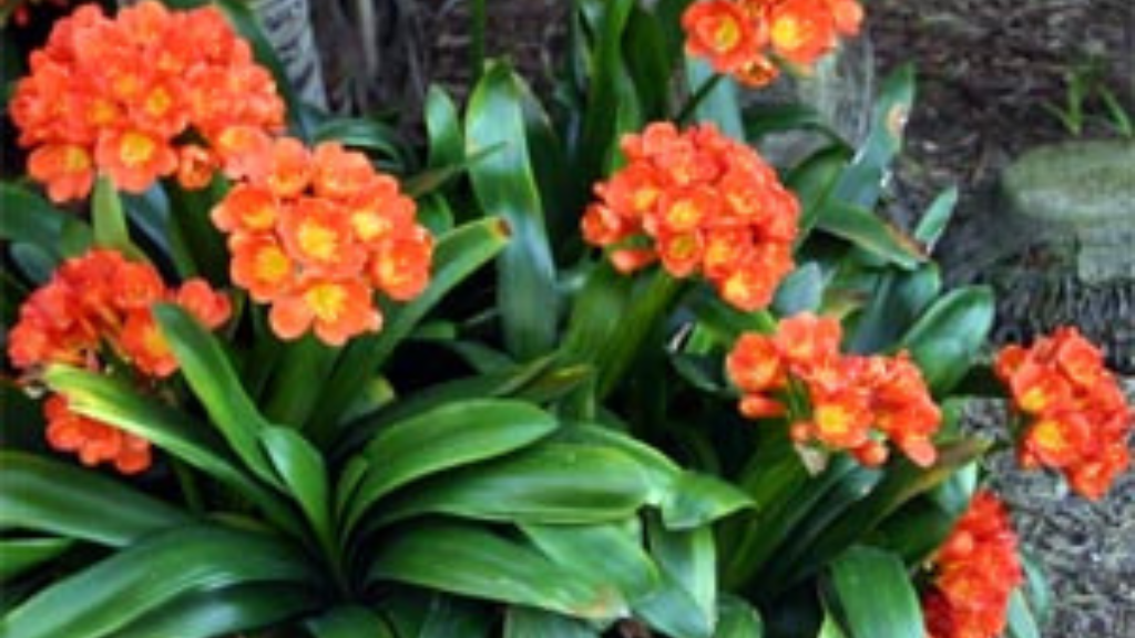 Clivia