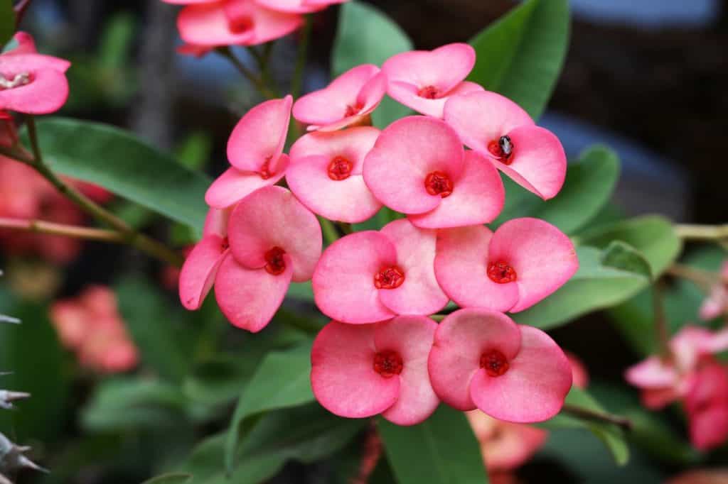 Crown of Thorns