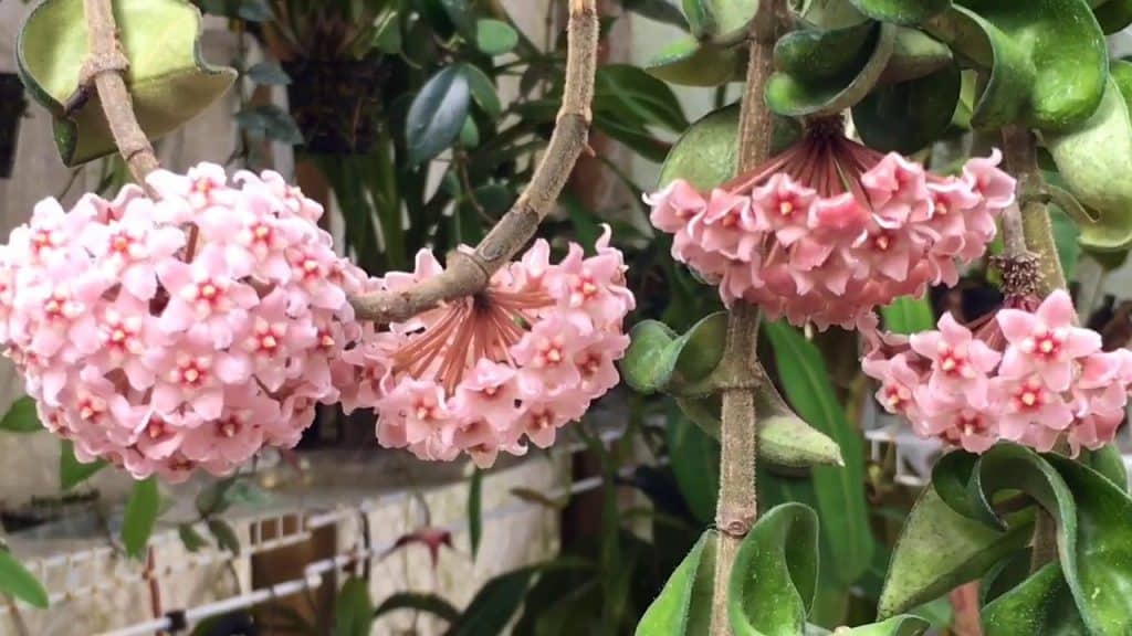 Hoya Carnosa