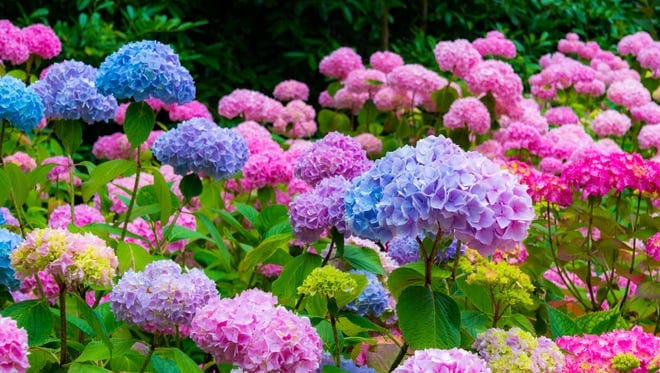 Hydrangeas