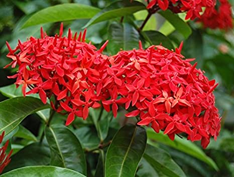 Ixora