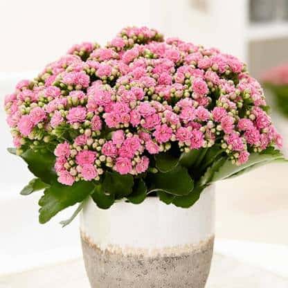 Kalanchoe