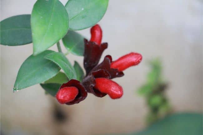 Lipstick Plant