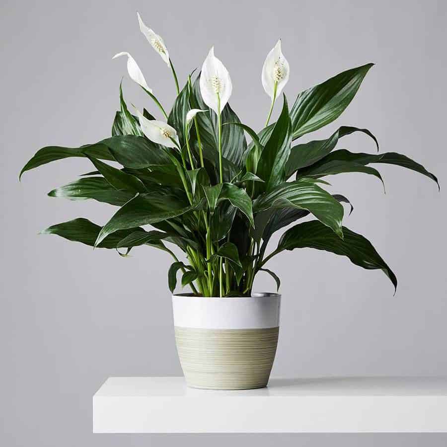 Peace Lily