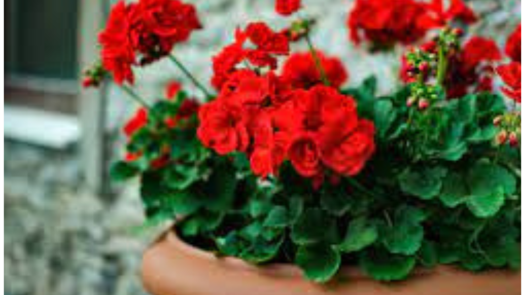 Geranium Flowers