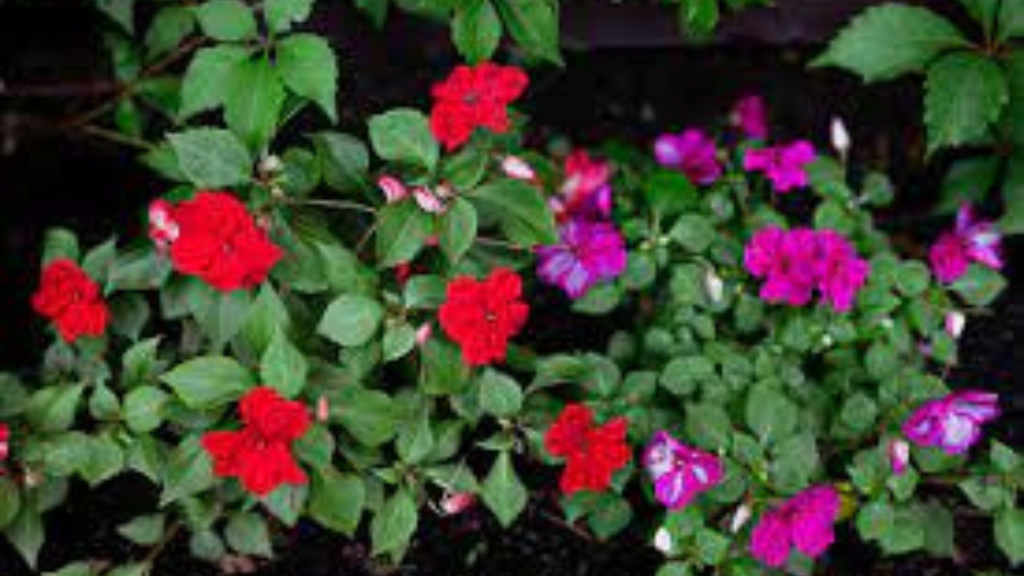 impatiens flowers