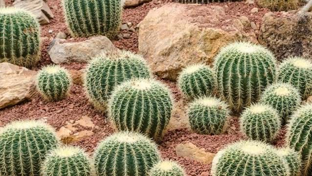 Barrel Cactus (Ferocactus)