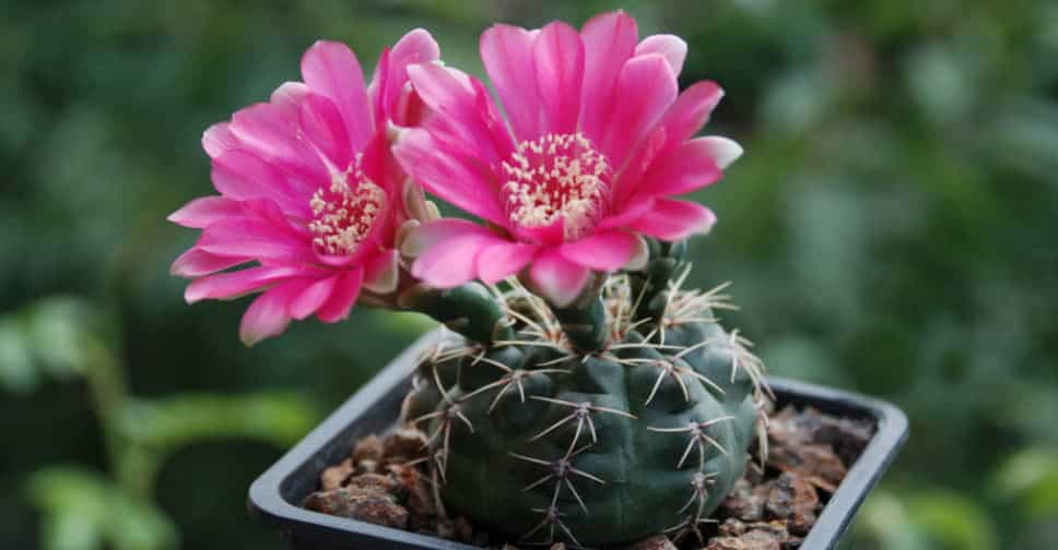 Chin Cactus (Gymnocalycium)