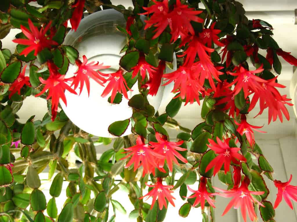 Easter Cactus (Hatiora gaertneri)