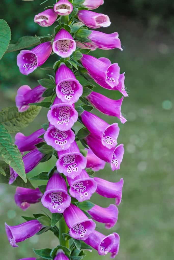 Foxgloves