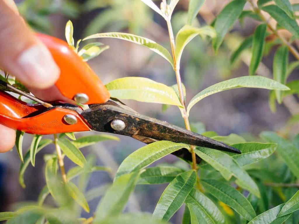 Garden Scissors