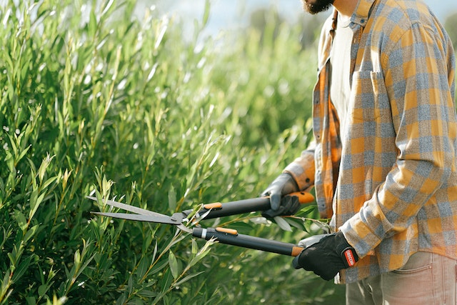 Hedge and Lawn Shears