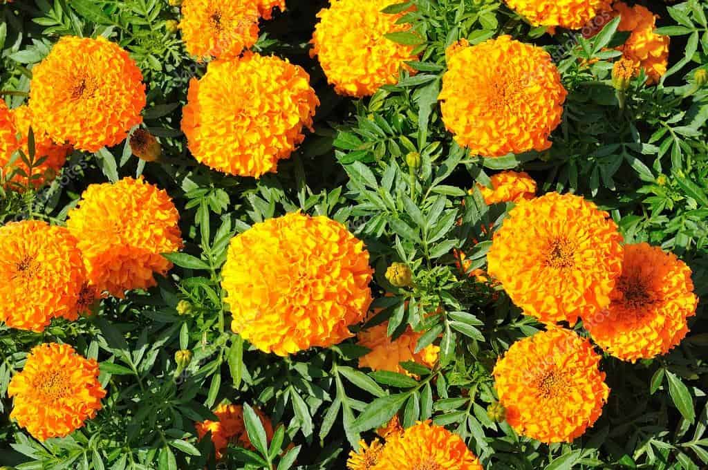 Marigolds