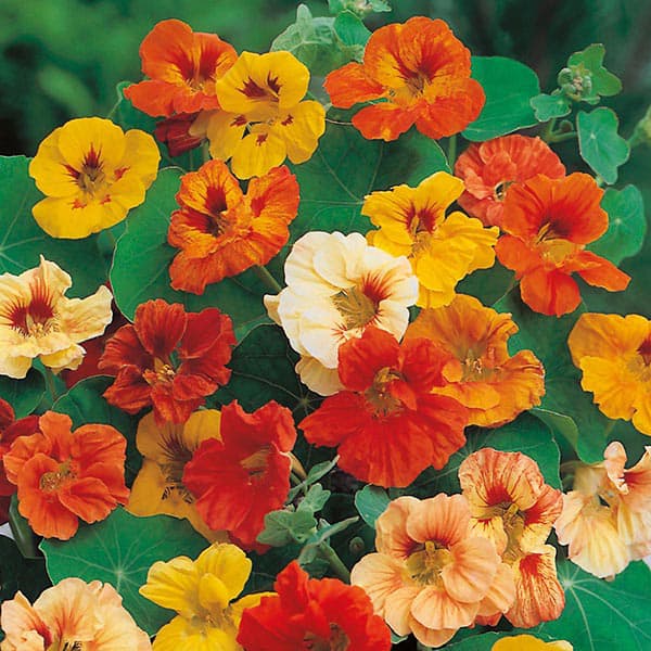 Orange Nasturtium