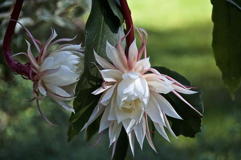 Queen Of The Night (Epiphyllum oxypetalum)