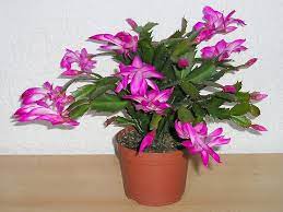 Thanksgiving Cactus (Schlumbergera truncata)