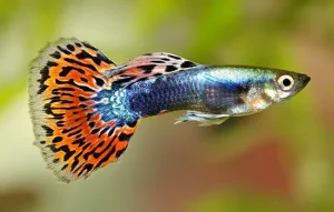 25 Types Of Aquarium Fish - What are the different types of Fish Aquarium? 20