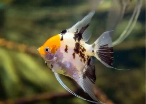 25 Types Of Aquarium Fish - What are the different types of Fish Aquarium? 35