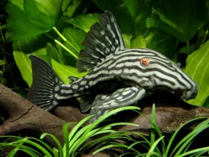 25 Types Of Aquarium Fish - What are the different types of Fish Aquarium? 31