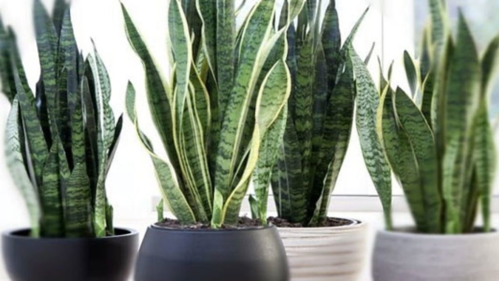 Snake Plant