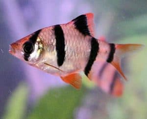 25 Types Of Aquarium Fish - What are the different types of Fish Aquarium? 34